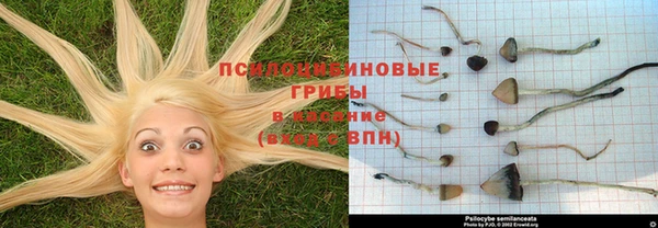 стафф Бородино